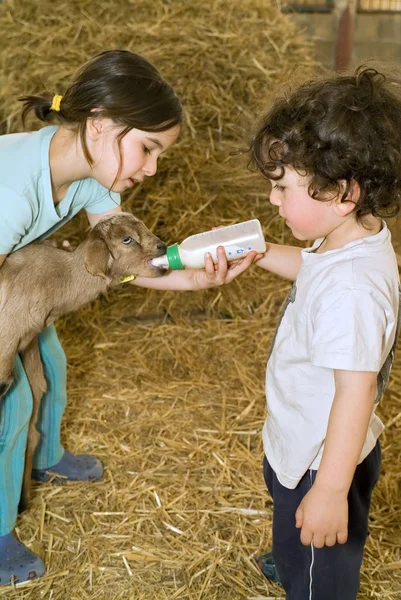 Niño y niña alimentando cabra de bahía — Foto de Stock