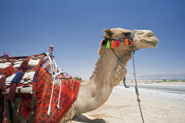 stock image Camel