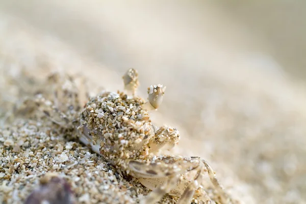 Маленький рак на песке — стоковое фото