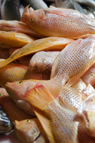 Peixe vermelho no mercado — Fotografia de Stock