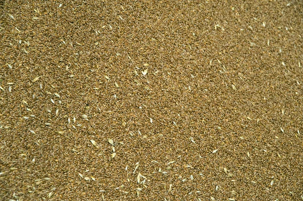 Sementes de trigo fundo — Fotografia de Stock