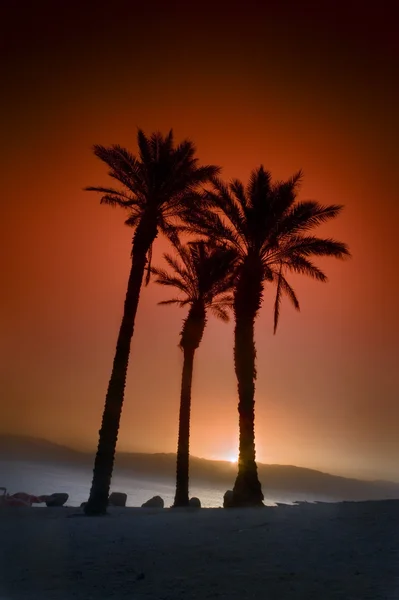 stock image Three palms sunrise