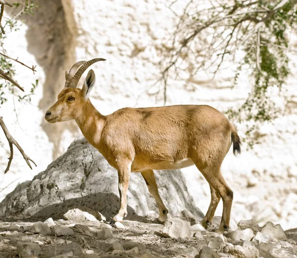 stock image Nubian ibex capra