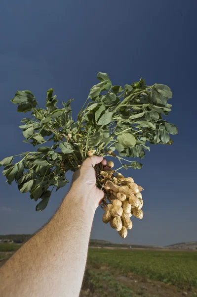 Peanuts in farmer hand — Stock Photo, Image