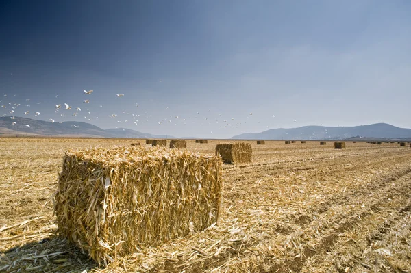 Hay bayle in the field — Stock Photo, Image