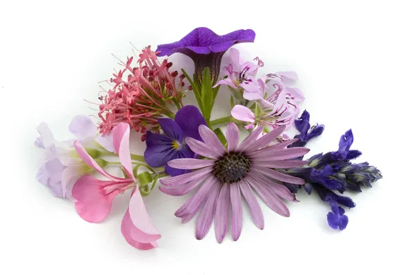 Elemento de design de fundo floral — Fotografia de Stock