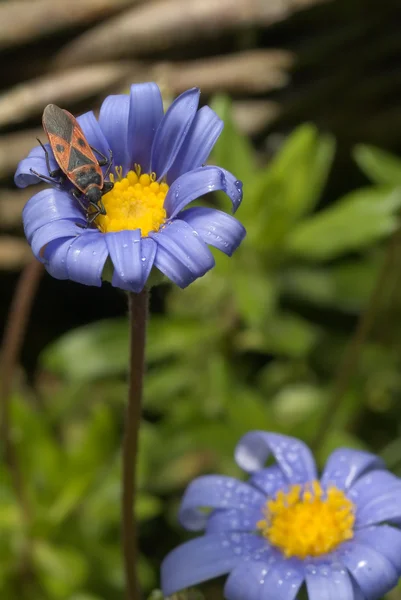 Paarse bloem en firebug — Stockfoto