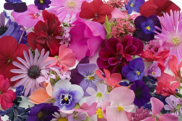 Fondo floral — Foto de Stock