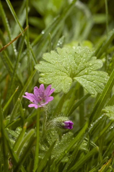 Violette Blume und Tau — Stockfoto