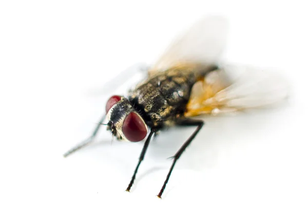 Primer plano de una mosca —  Fotos de Stock
