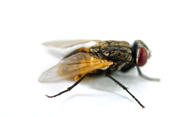 Close up van een vlieg — Stockfoto