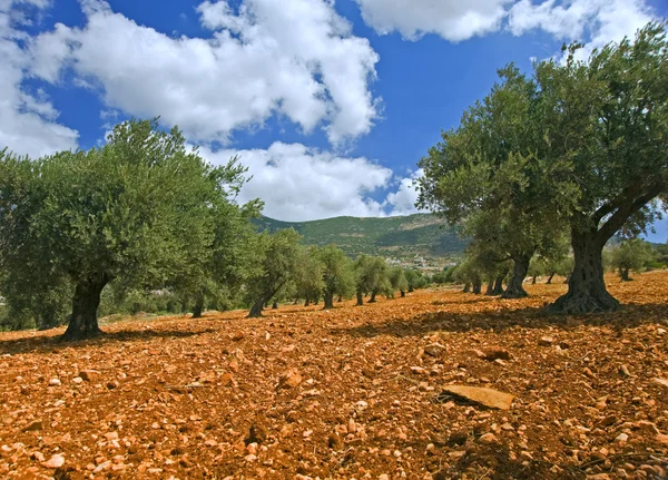 Olivicultura — Foto de Stock