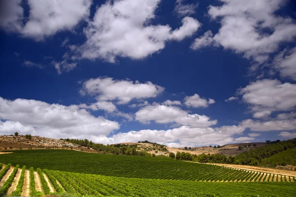 Vineyards in the Galilee — Stock Photo, Image