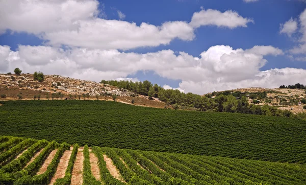 Winnice w Galilei — Zdjęcie stockowe