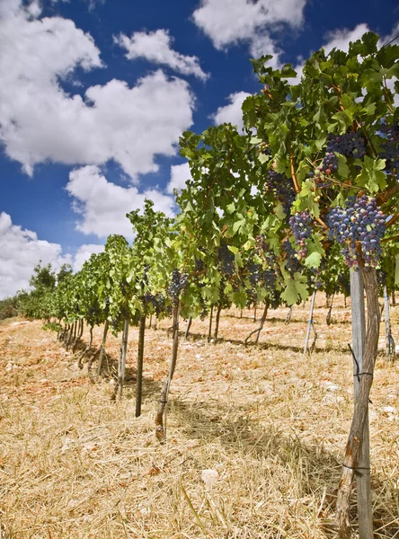 Виноградники в Галілея — стокове фото