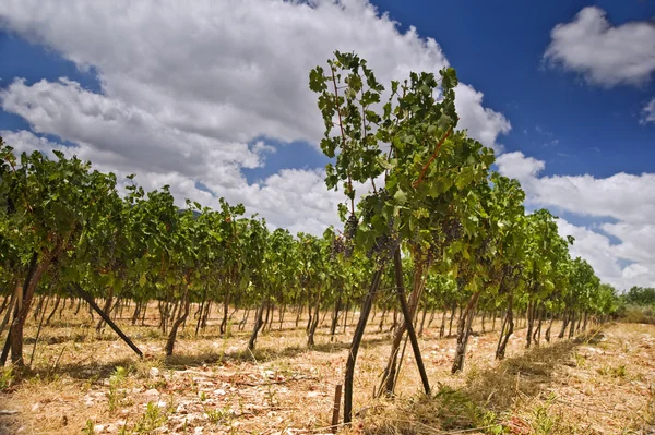 Vineyards in the Galilee — Stock Photo, Image