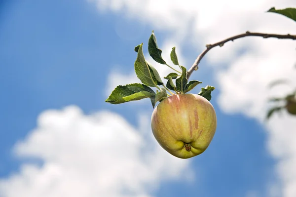 Red apple on branch — Stock Photo, Image