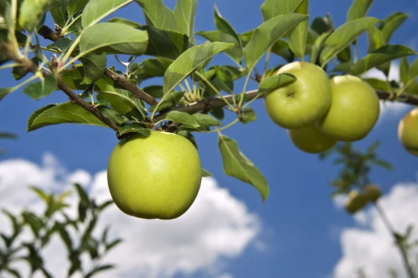 Groene appel op tak — Stockfoto