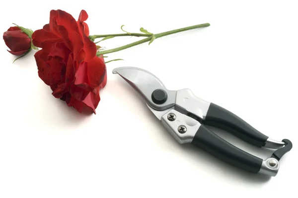 Обрізка ножиць і червона троянда — стокове фото