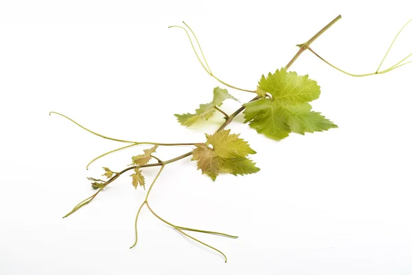 Elszigetelt fehér szőlő — Stock Fotó