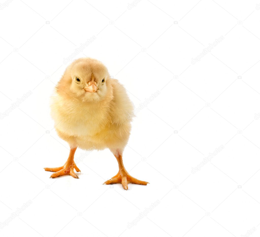 Chick on white