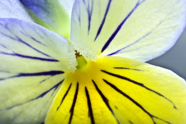 Extreme Nahaufnahme auf einer Stiefmütterchenblume — Stockfoto