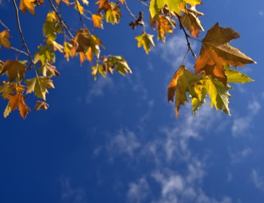 Autumn leafs against blue sky clipart