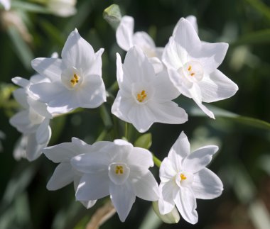 White daffodil clipart