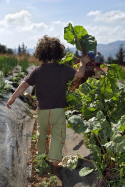 Child and beet clipart