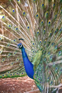 Peacock clipart