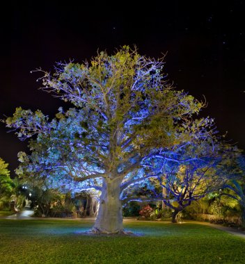 Baobab tree by night clipart