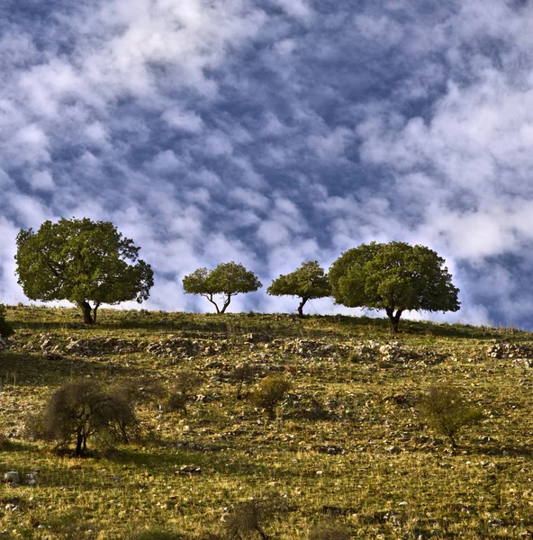 Bomen op de bergkam — Stockfoto