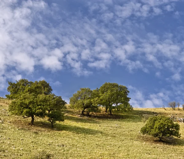 Träd på åsen — Stockfoto