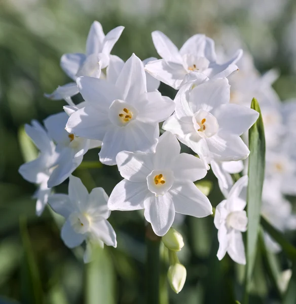 Narciso blanco —  Fotos de Stock