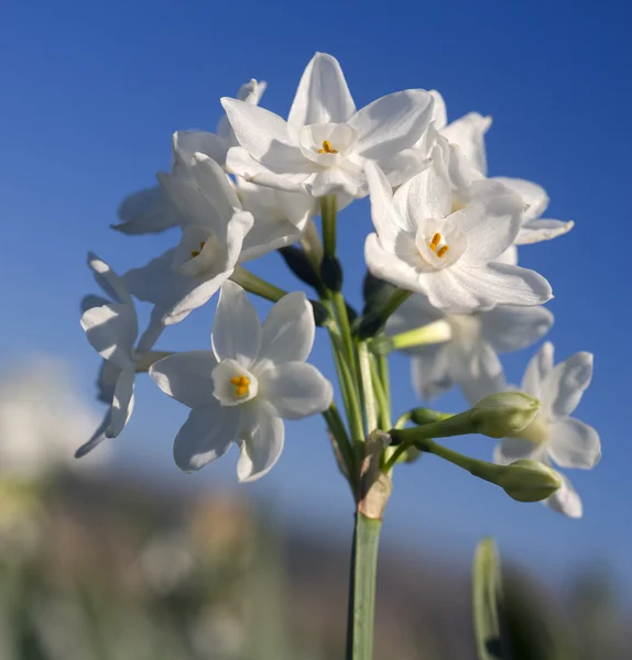 Narciso blanco — Stockfoto