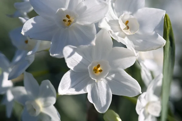 Narciso blanco — Stockfoto