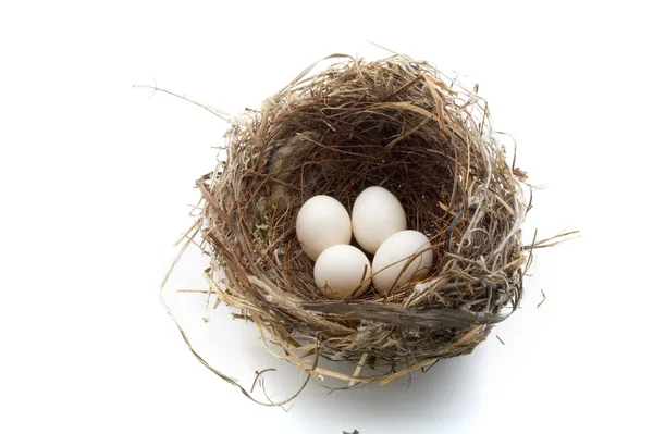 Гнездо и яйца — стоковое фото