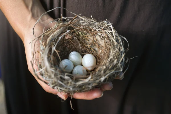Mão segurando ninho com ovos — Fotografia de Stock