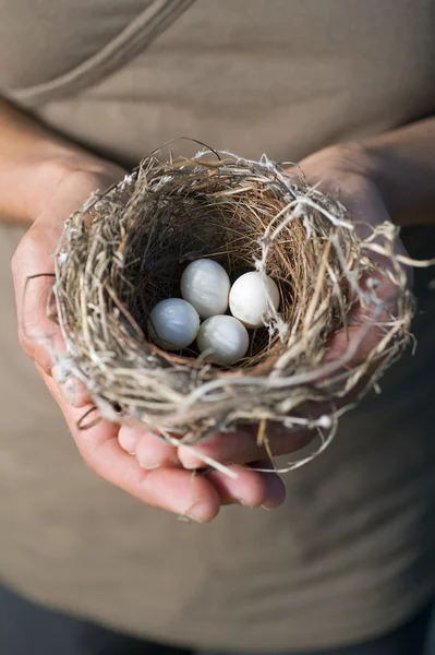 Руки, що тримають гніздо з яйцями — стокове фото