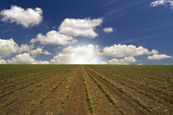 Rows of plants in a field — Stock Photo, Image