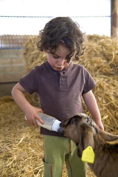 Menino alimentando cabra bebê — Fotografia de Stock