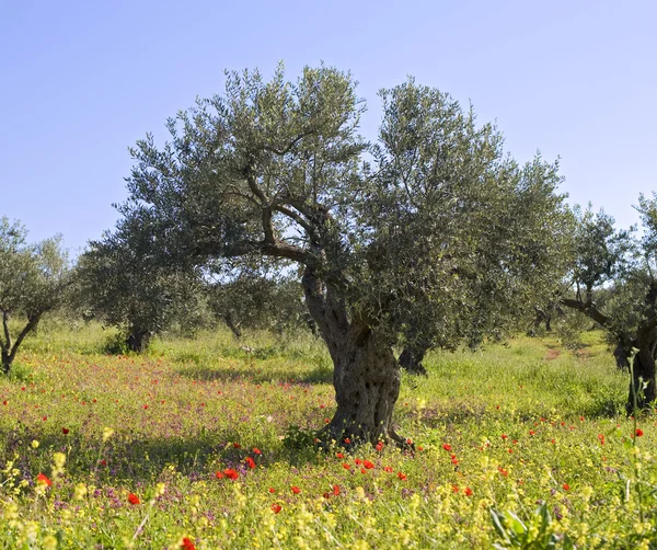 春天的橄榄林 — 图库照片