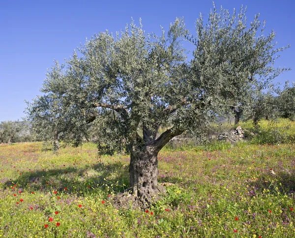 Oliveto in primavera — Foto Stock