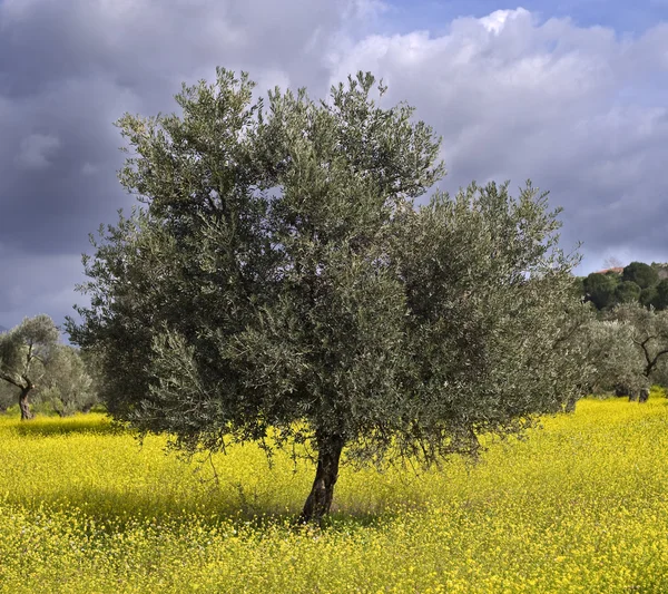 Gaj oliwny — Zdjęcie stockowe