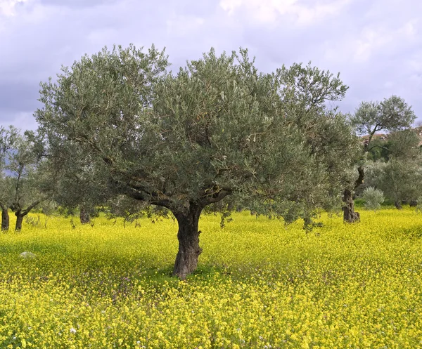Olive grove — Stock Photo, Image