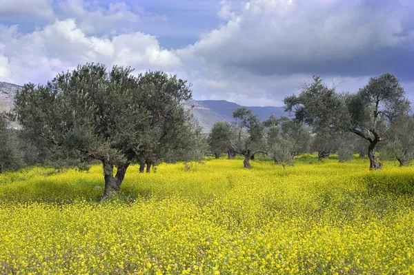 Olive grove — Stok fotoğraf