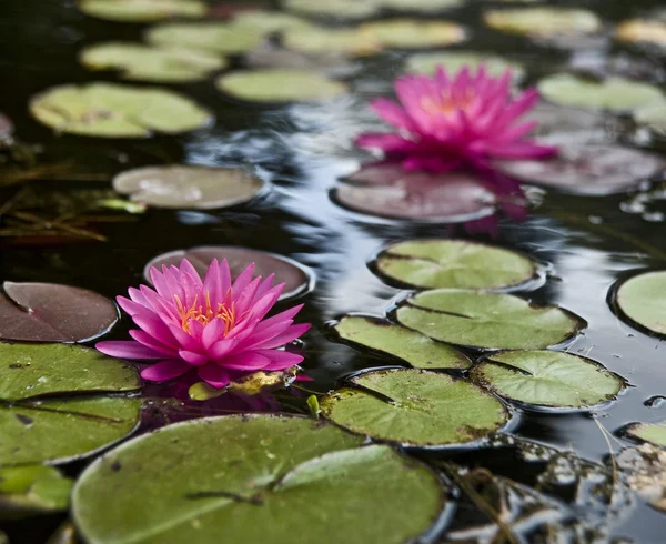 Wody lillies — Zdjęcie stockowe