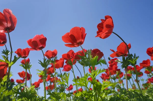 Campo di fiori rossi — Foto Stock