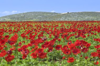 Red flower field clipart