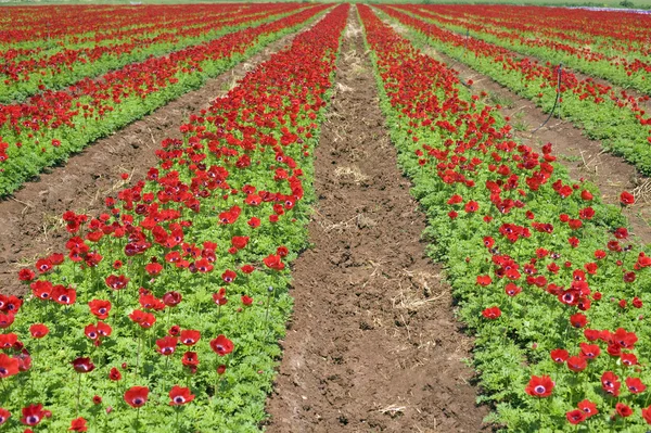 Campo de flores rojo —  Fotos de Stock